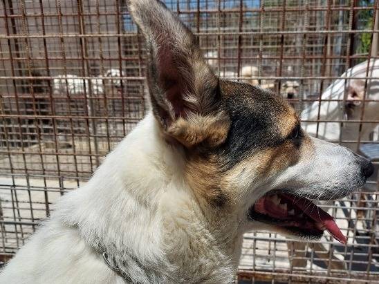 Vuoi adottare un cane a Belluno?