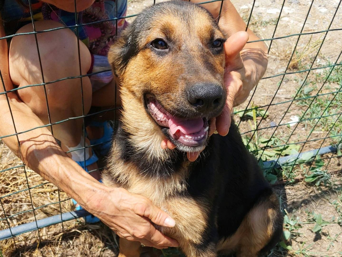Adozione cane, maschio, Razza sconosciuta Razza sconosciuta, 6 mesi, taglia media contenuta, Messina