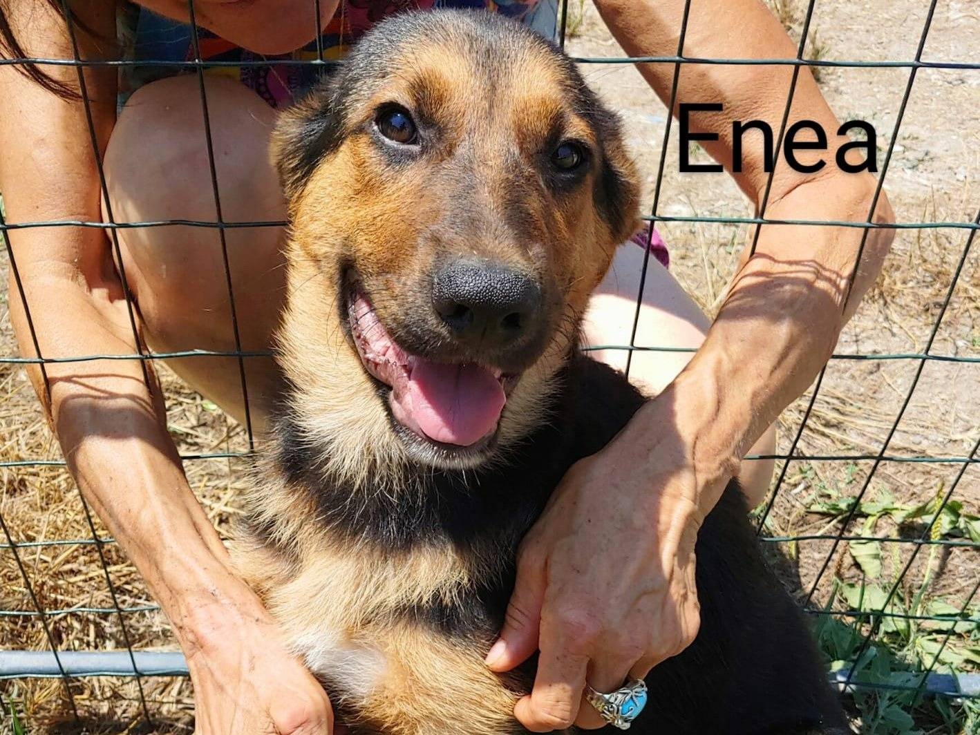Adotta un cane, maschio, 6 mesi, Messina