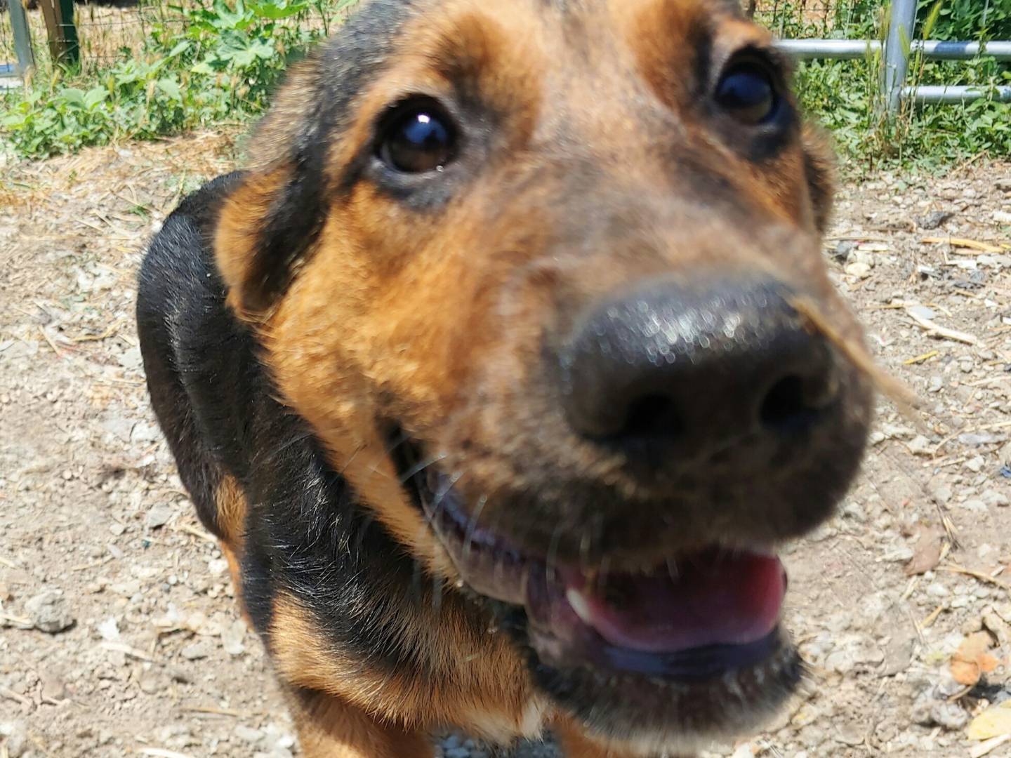 Adotta un cane, taglia media contenuta, maschio, Messina