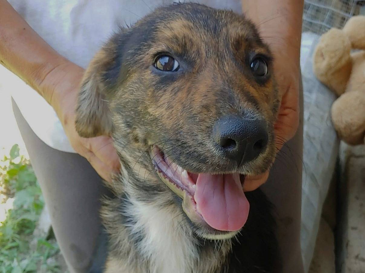Adozione cane, maschio, Razza sconosciuta Razza sconosciuta, 6 mesi, taglia media contenuta, Messina