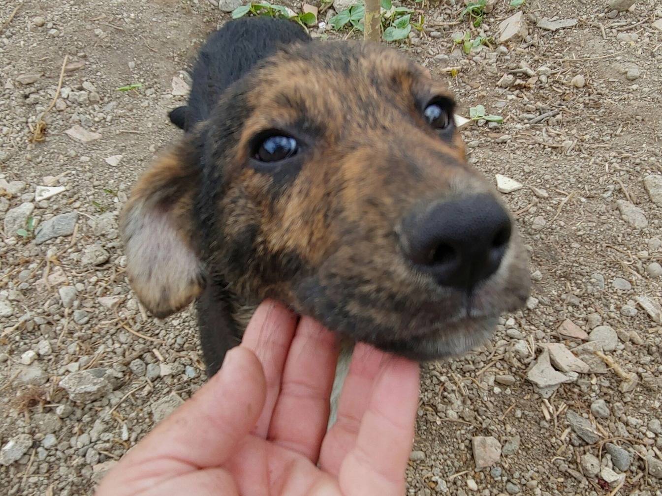 Adotta un cane, maschio, 6 mesi, Messina