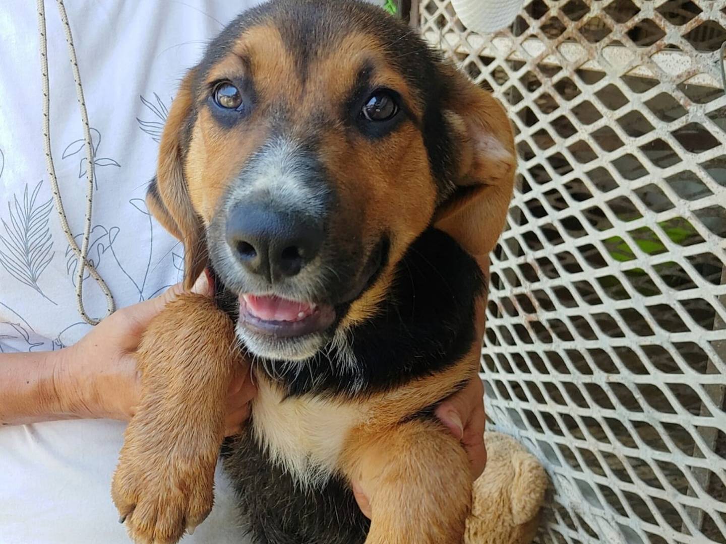 Adozione cane, maschio, Razza sconosciuta Razza sconosciuta, 6 mesi, taglia media contenuta, Messina