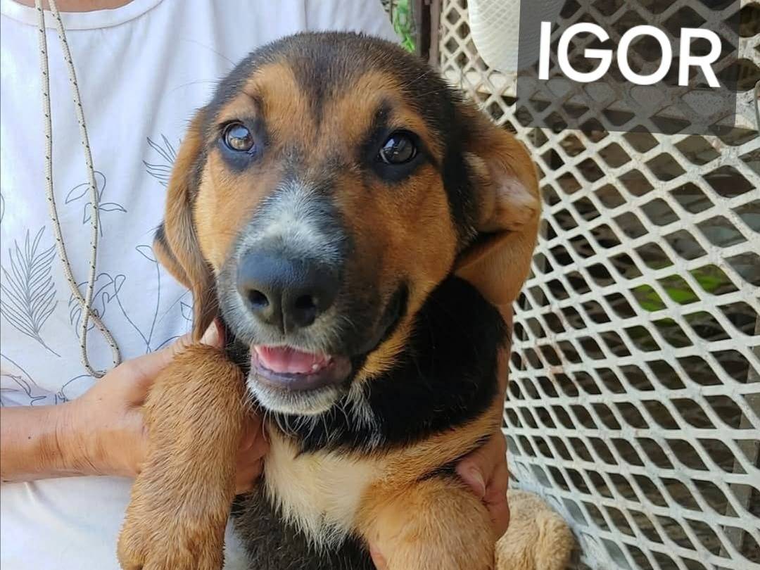 Adotta un cane, maschio, 6 mesi, Messina