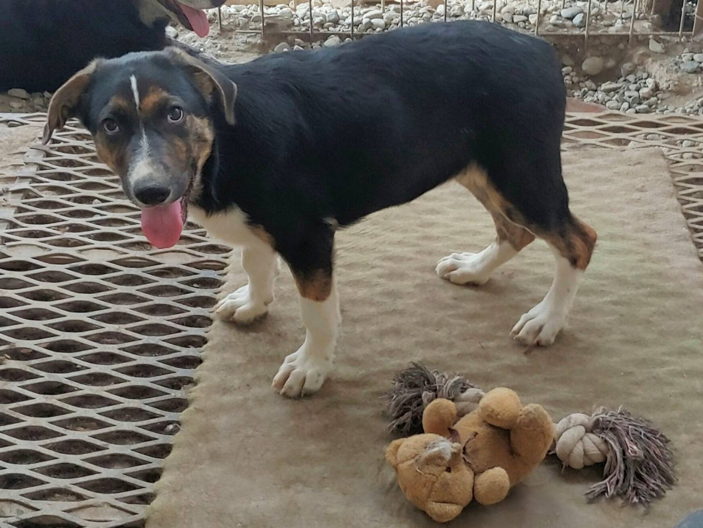 Adozione cane, maschio, Razza sconosciuta Razza sconosciuta, 6 mesi, taglia media contenuta, Messina