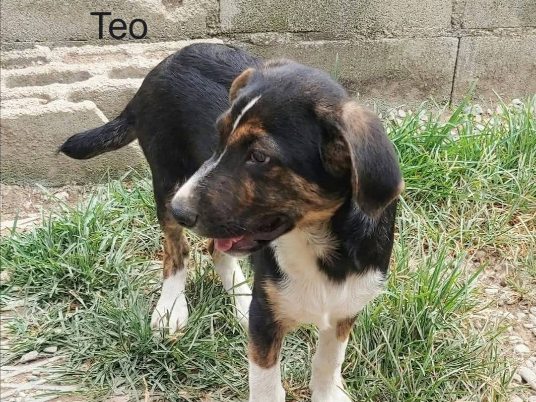 Adotta un cane, maschio, 6 mesi, Messina