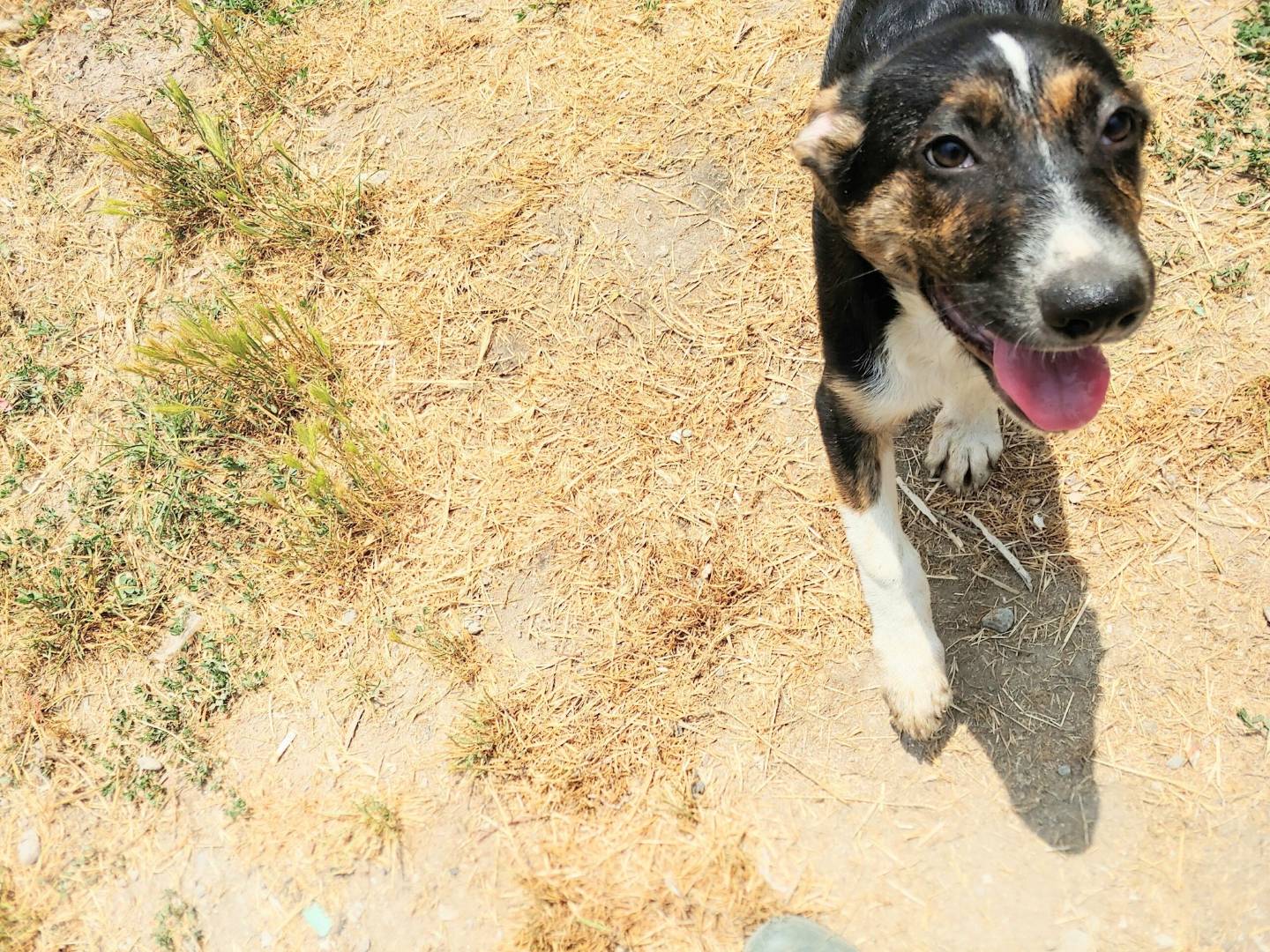 Adotta un cane, taglia media contenuta, maschio, Messina