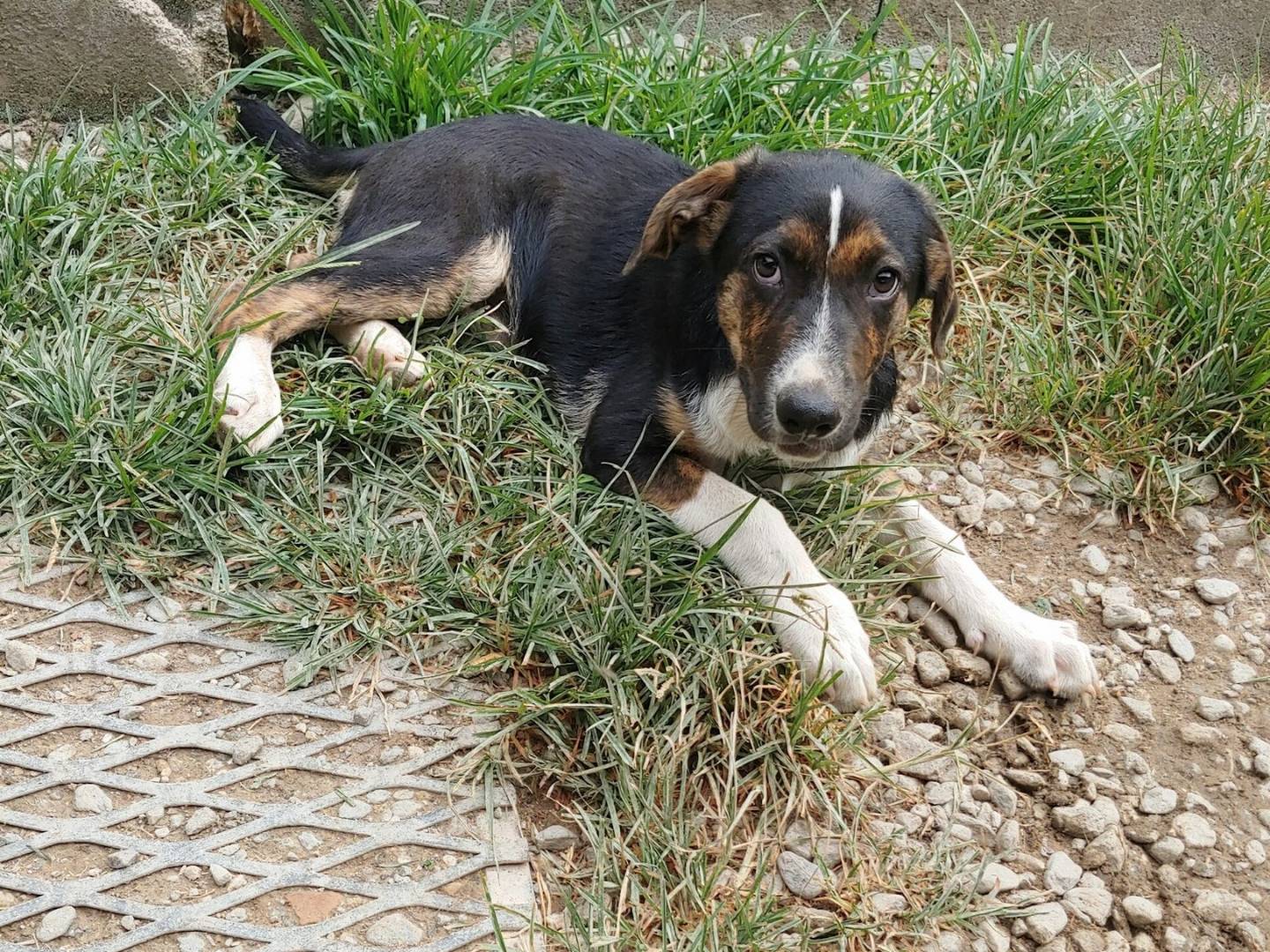 Vuoi adottare un cane a Messina?
