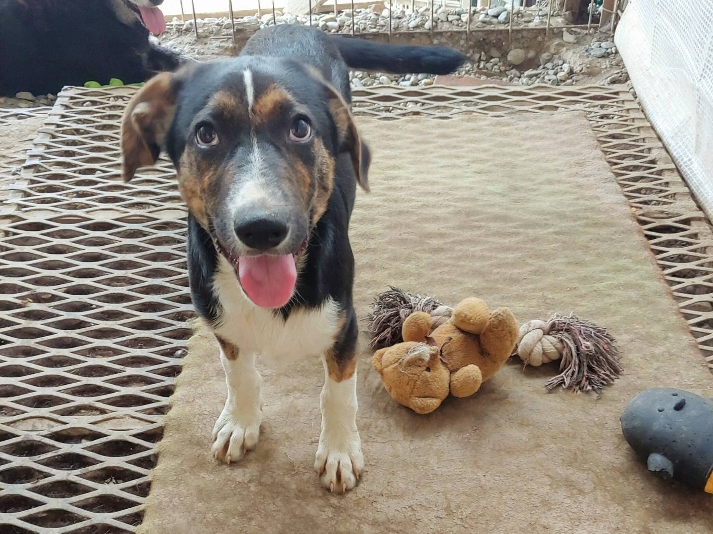 Adotta il cane Teo a Messina