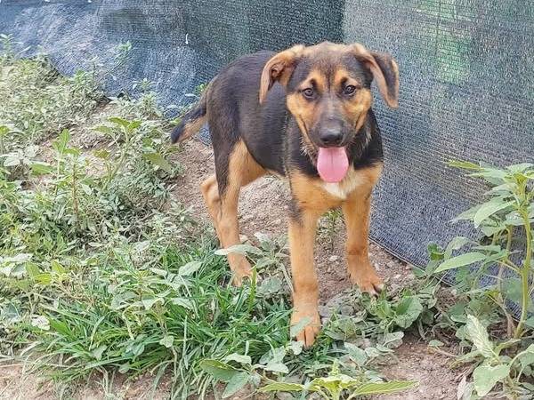 Adozione cane, maschio, Razza sconosciuta Razza sconosciuta, 6 mesi, taglia media contenuta, Messina