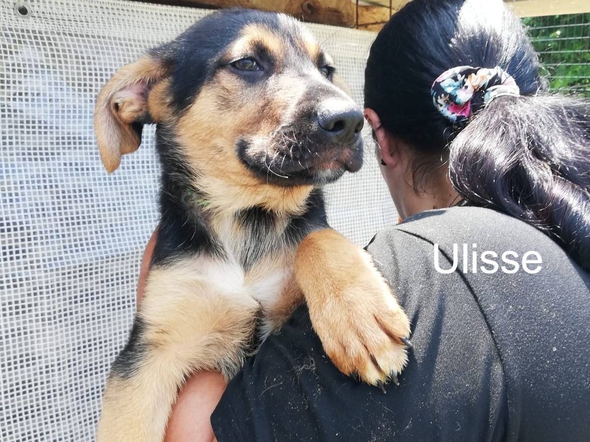 Vuoi adottare un cane a Messina?