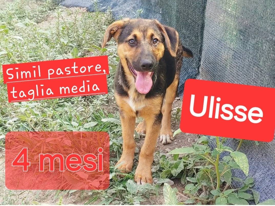 Adotta il cane Ulisse a Messina