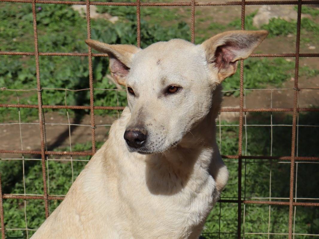 Adotta un cane, maschio, 2 anni e 1 mese, Treviso