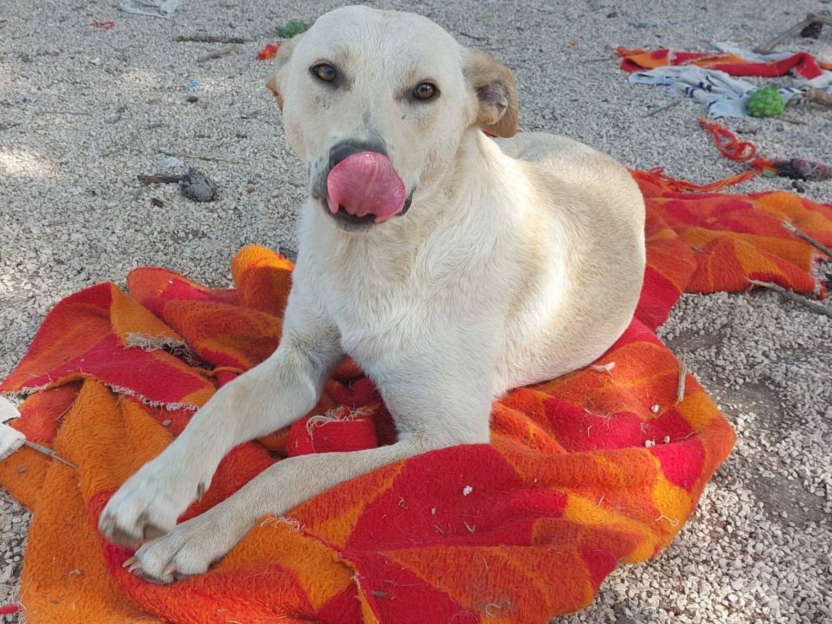 Adotta un cane, taglia media, maschio, Treviso