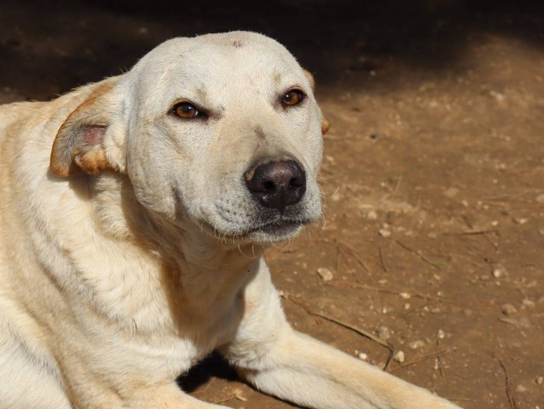 Vuoi adottare un cane a Treviso?