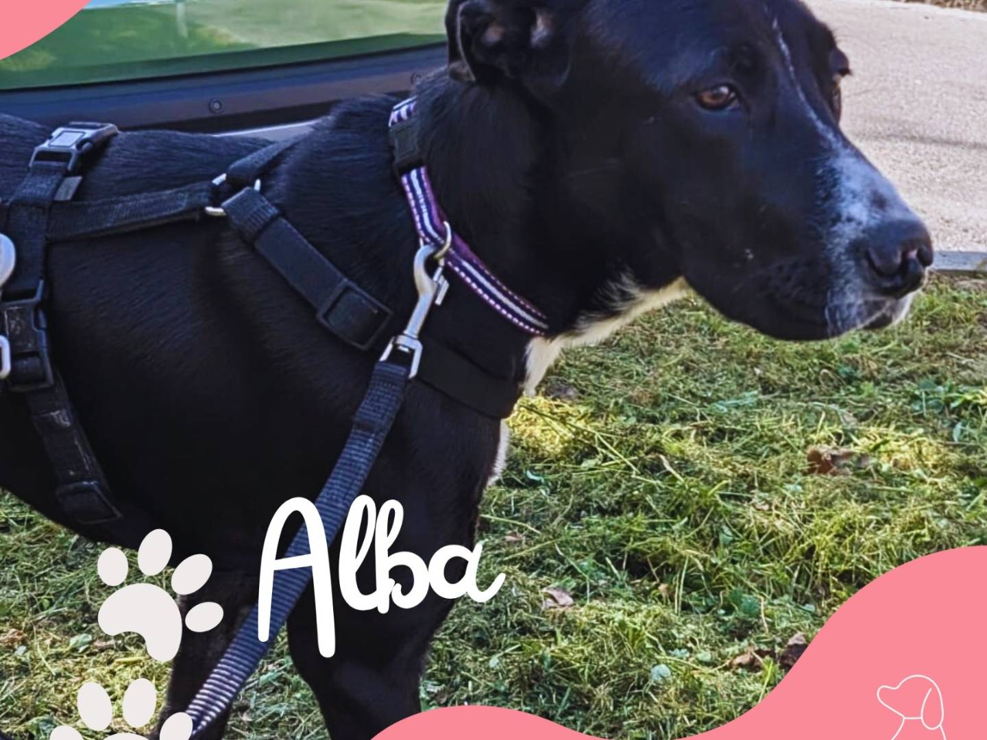 Adozione cane, femmina, Razza sconosciuta Razza sconosciuta, 9 mesi, taglia media, Milano