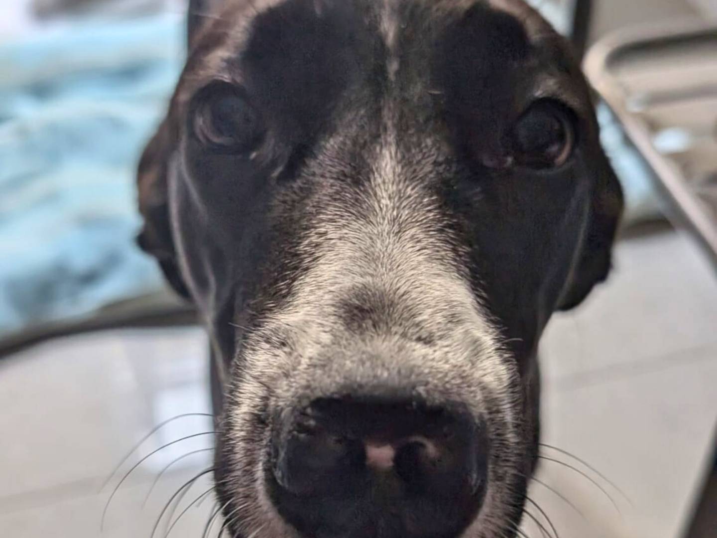 Adotta un cane, femmina, 9 mesi, Milano