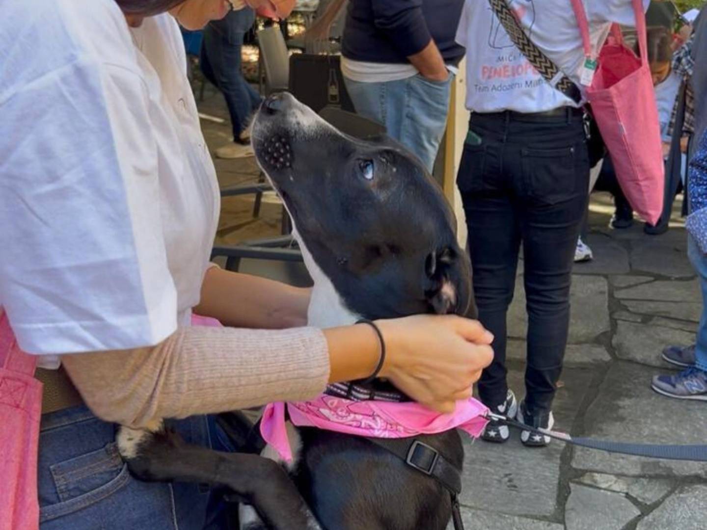 Adotta un cane, taglia media, femmina, Milano