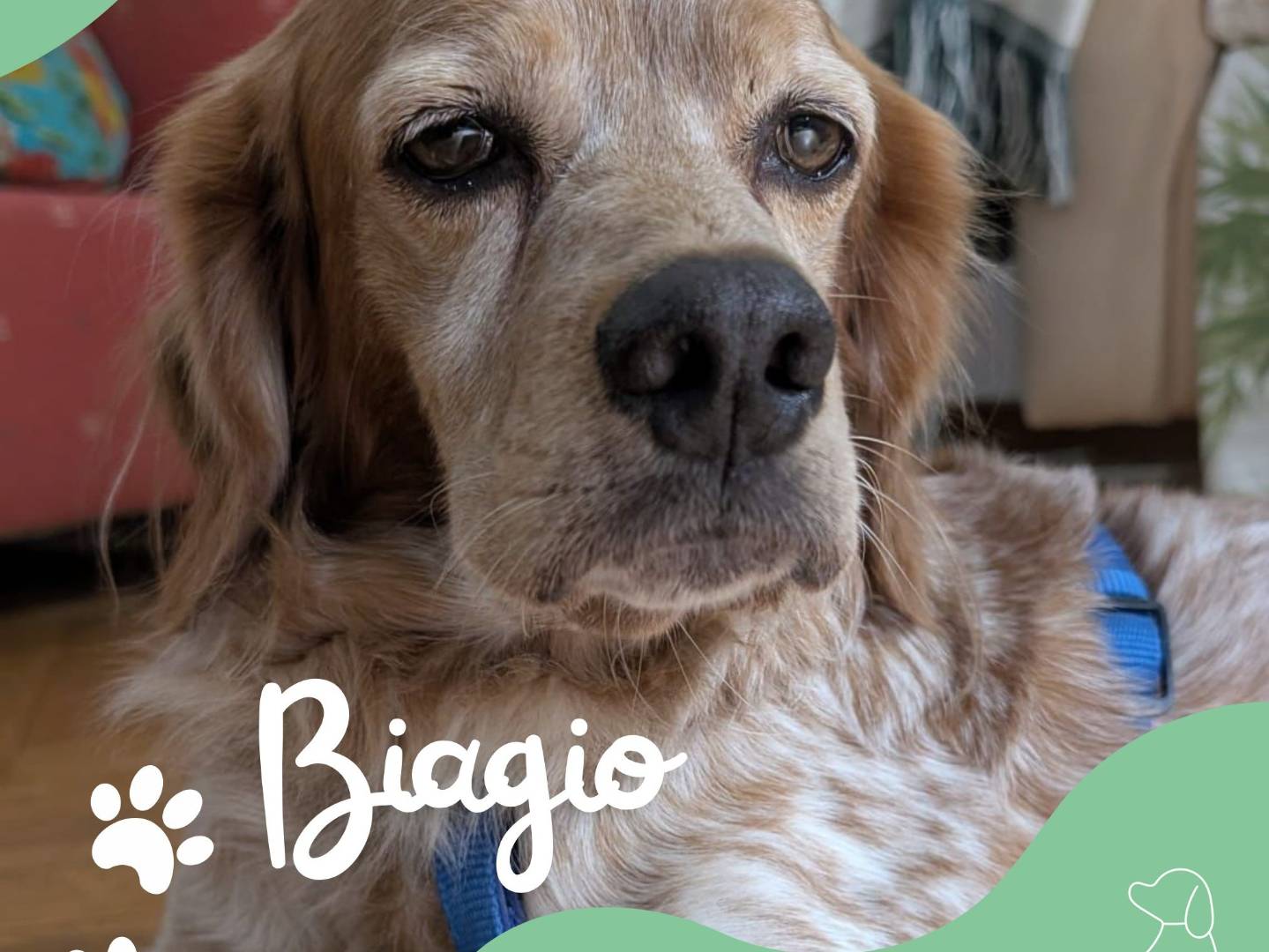 Adozione cane, maschio, Razza sconosciuta Razza sconosciuta, 3 anni, taglia media contenuta, Milano