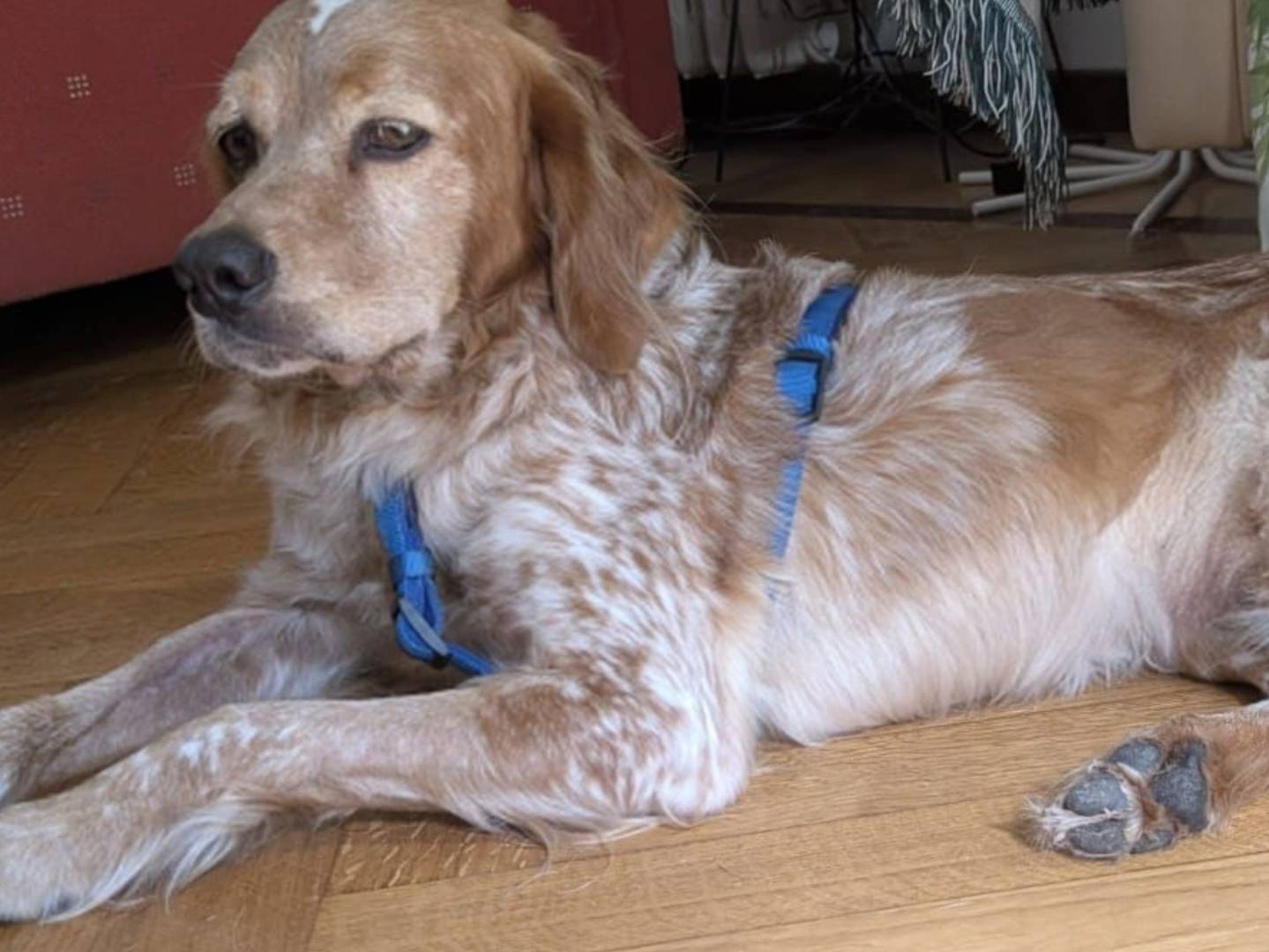 Adotta un cane, maschio, 3 anni, Milano