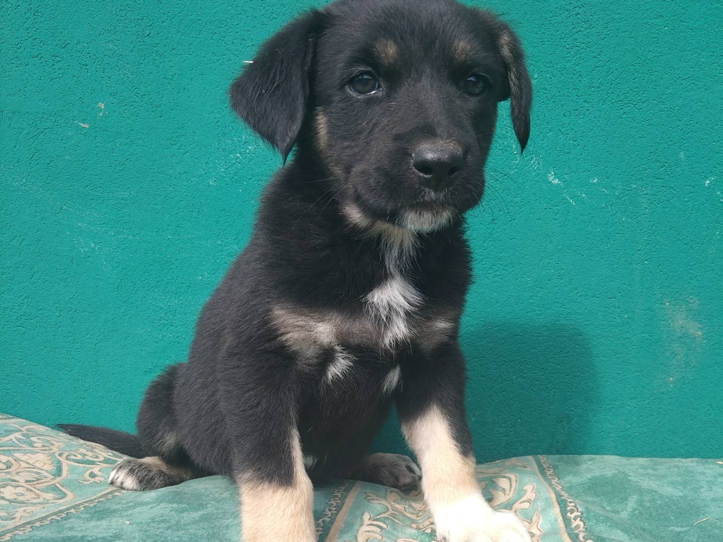 Adozione cane, femmina, Razza sconosciuta Razza sconosciuta, 2 mesi, taglia media, Modena