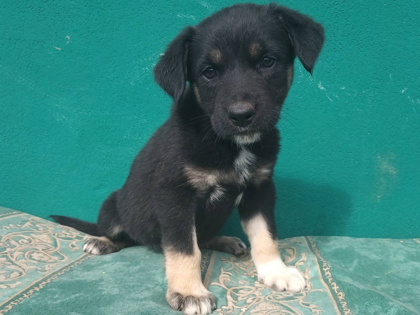 Adotta un cane, femmina, 2 mesi, Modena