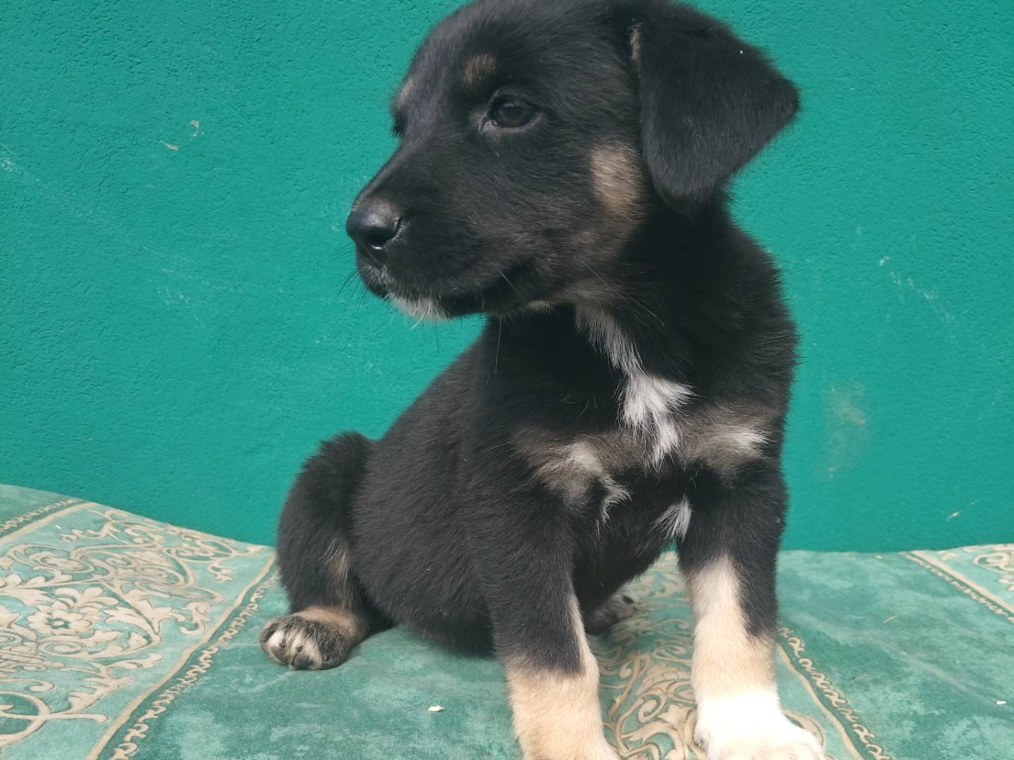 Adotta un cane, taglia media, femmina, Modena