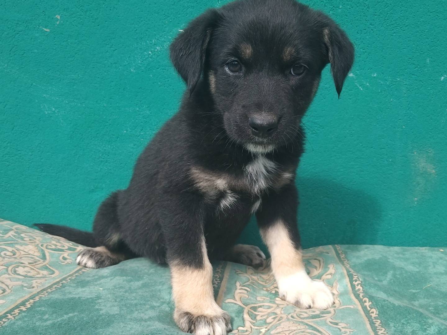Vuoi adottare un cane a Modena?