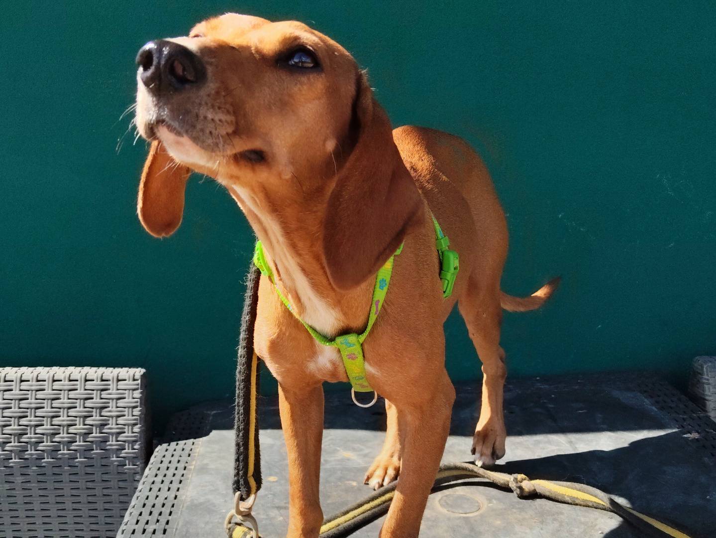 Adozione cane, femmina, Razza sconosciuta Razza sconosciuta, 3 anni e 1 mese, taglia media contenuta, Modena