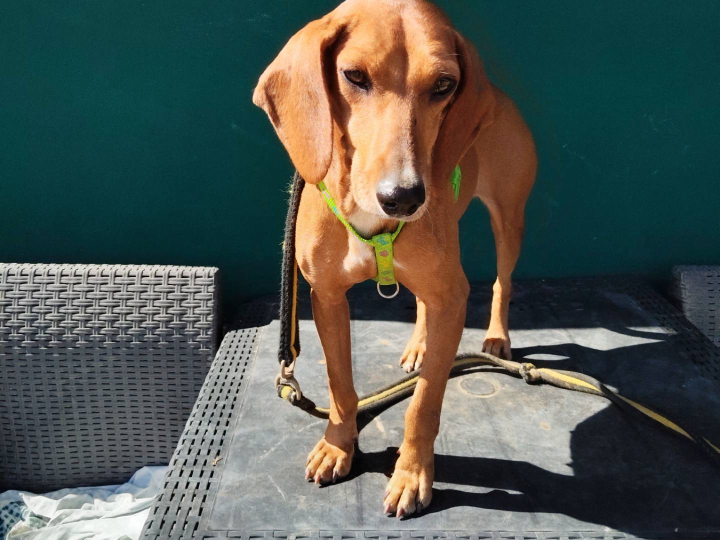 Adotta un cane, femmina, 3 anni e 1 mese, Modena