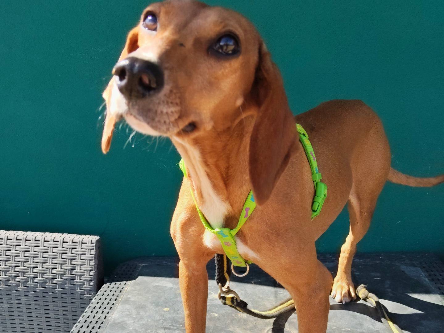 Adotta un cane, taglia media contenuta, femmina, Modena