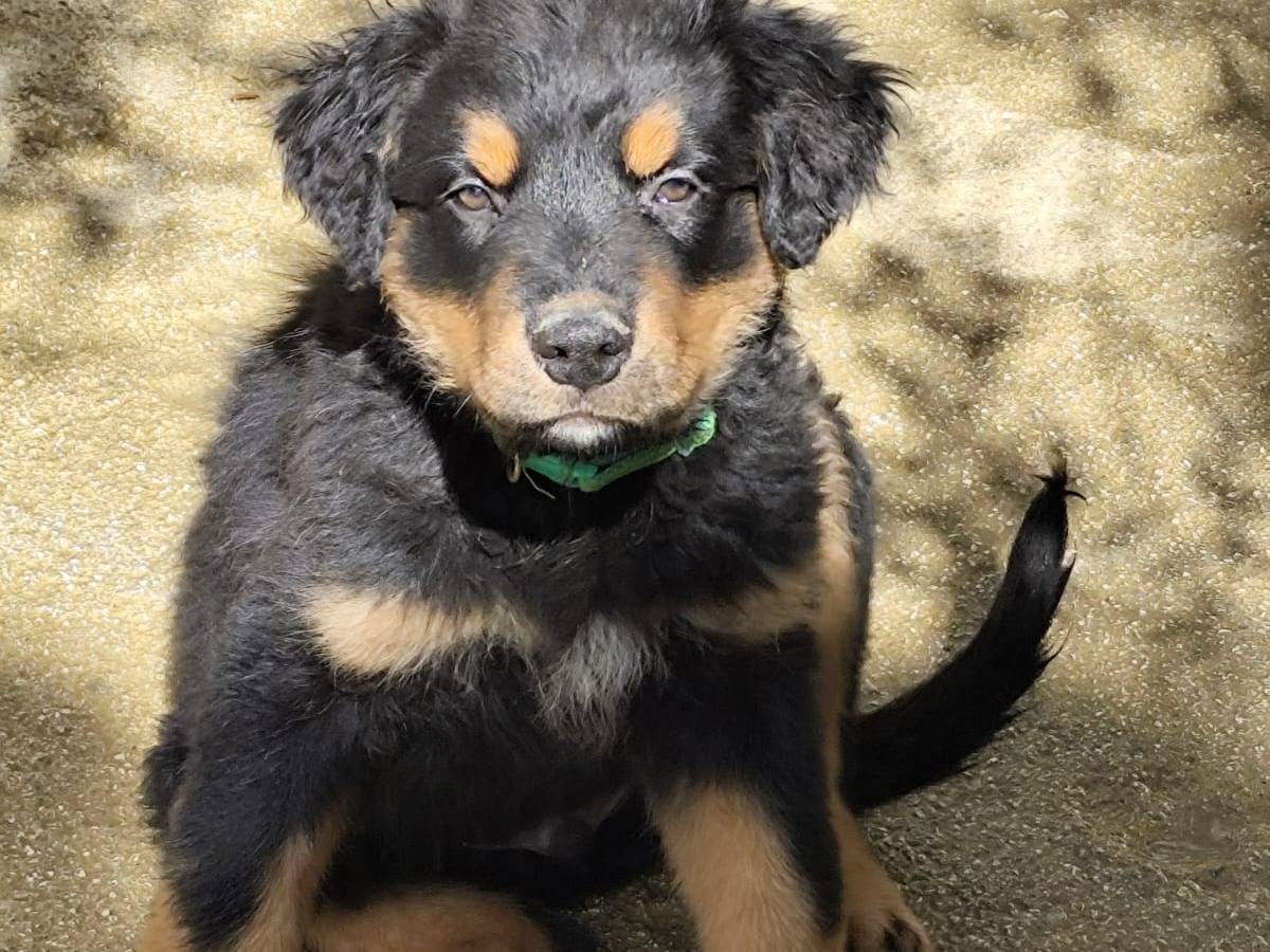 Adozione cane, maschio, Razza sconosciuta Razza sconosciuta, 3 mesi, taglia grande, Modena
