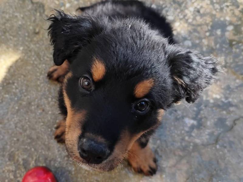 Adotta un cane, maschio, 3 mesi, Modena