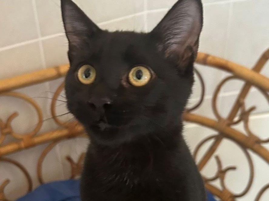 Adozione gatto, maschio, Razza sconosciuta Razza sconosciuta, 4 mesi, taglia non valida, Messina