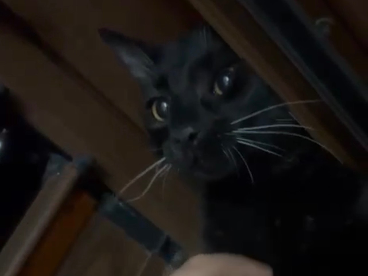 Adotta un gatto, maschio, 4 mesi, Messina