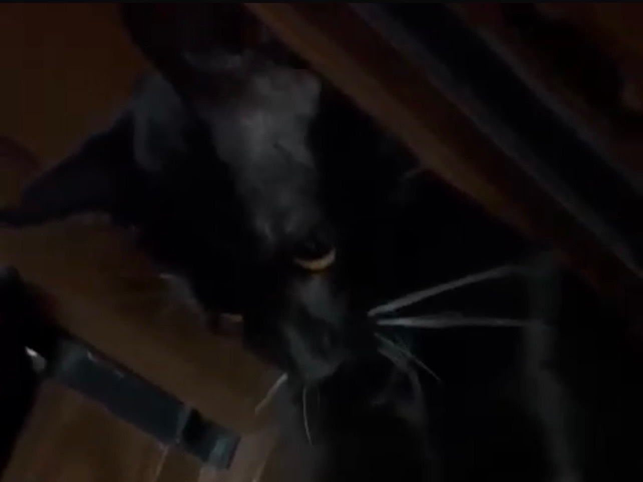 Adotta un gatto, taglia non valida, maschio, Messina