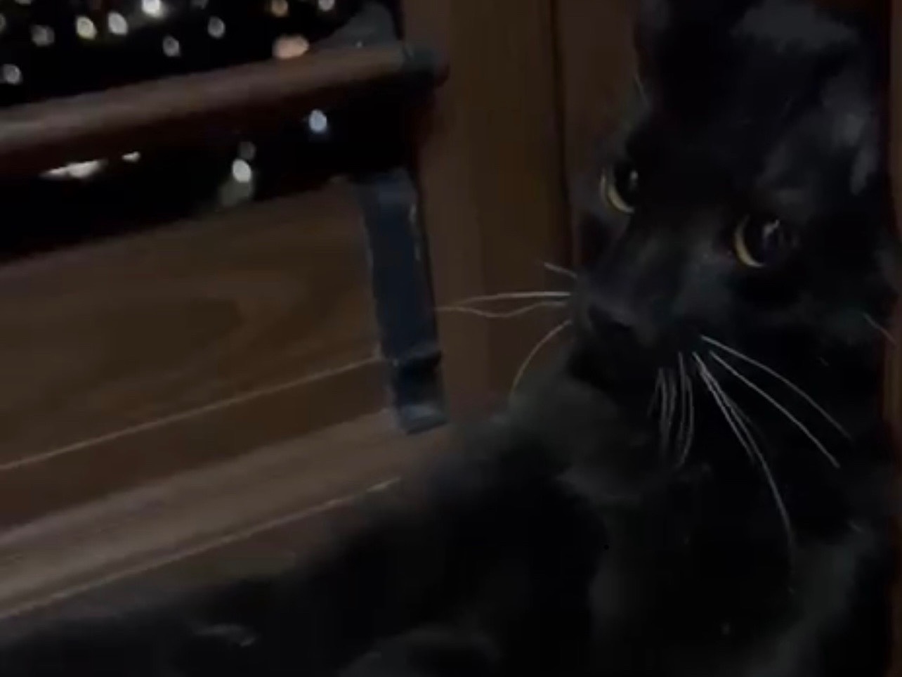 Vuoi adottare un gatto a Messina?