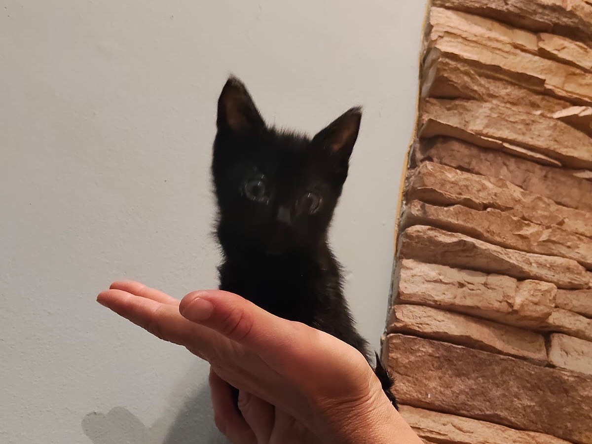 Adozione gatto, maschio, Razza sconosciuta Razza sconosciuta, 3 mesi, taglia non valida, Torino