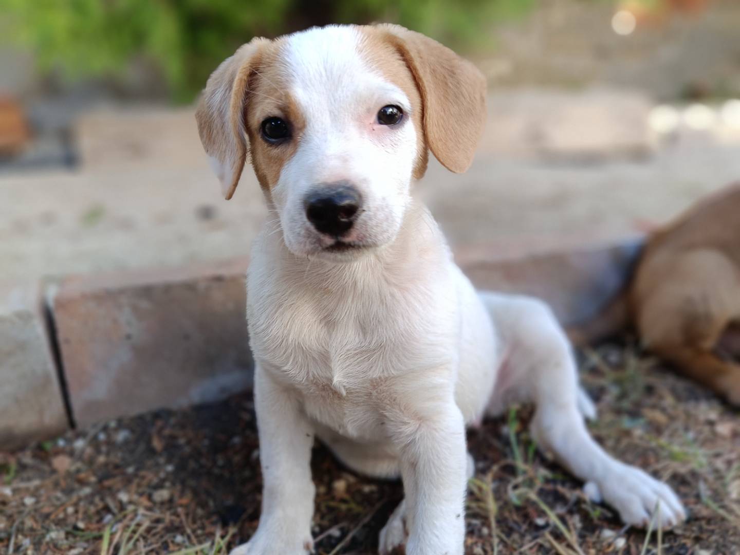 Adozione cane, femmina, Razza sconosciuta Razza sconosciuta, 2 mesi, taglia media, Siracusa