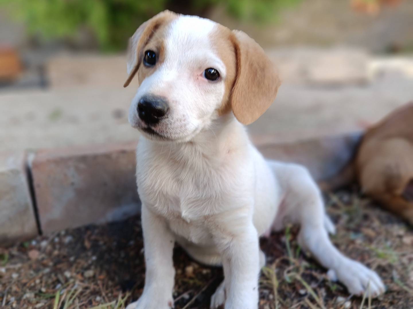 Adotta un cane, femmina, 2 mesi, Siracusa