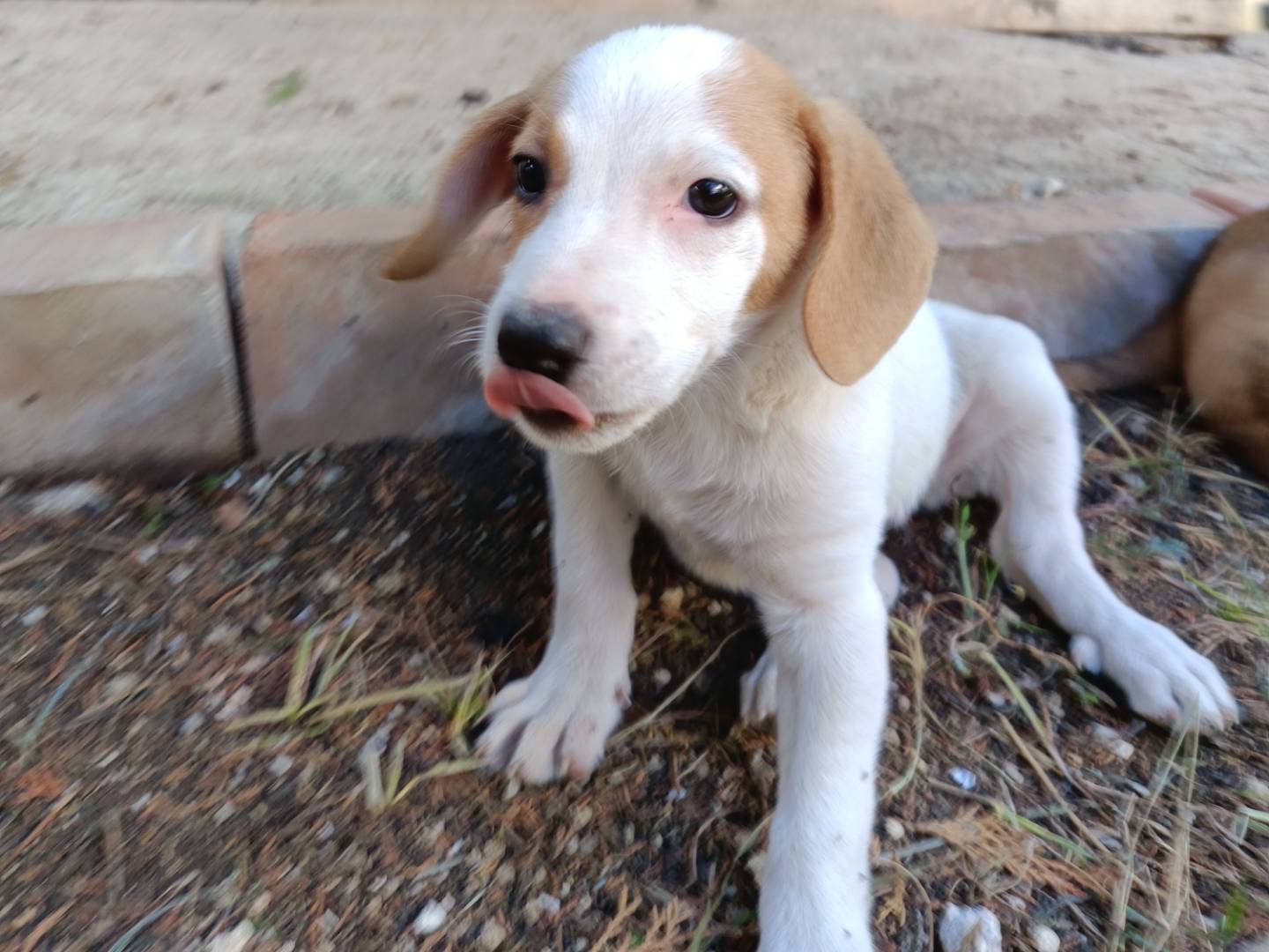 Adotta un cane, taglia media, femmina, Siracusa