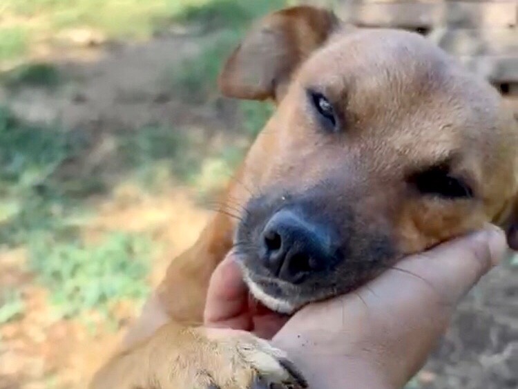 Adozione cane, maschio, Bassotto Pinscher, 2 anni, taglia piccola, Latina