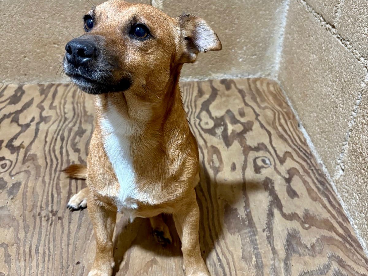 Adotta un cane, taglia piccola, maschio, Latina