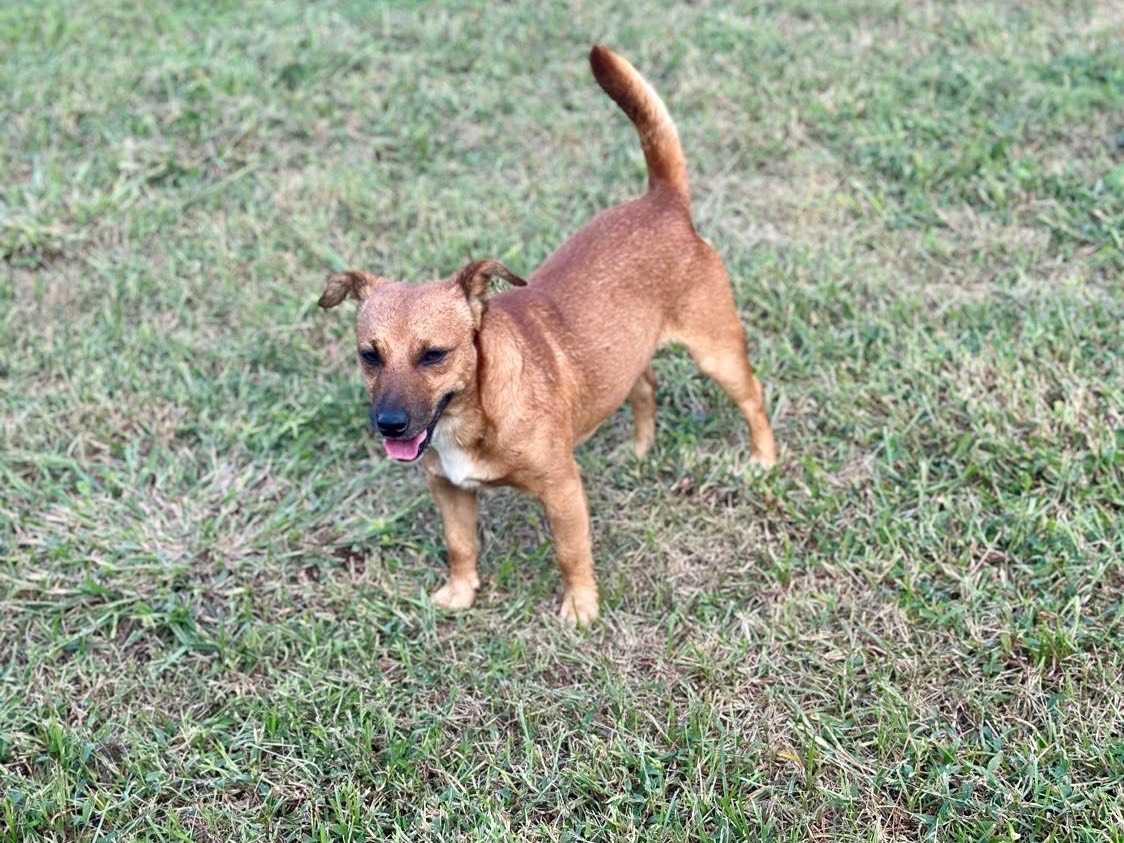 Vuoi adottare un cane a Latina?