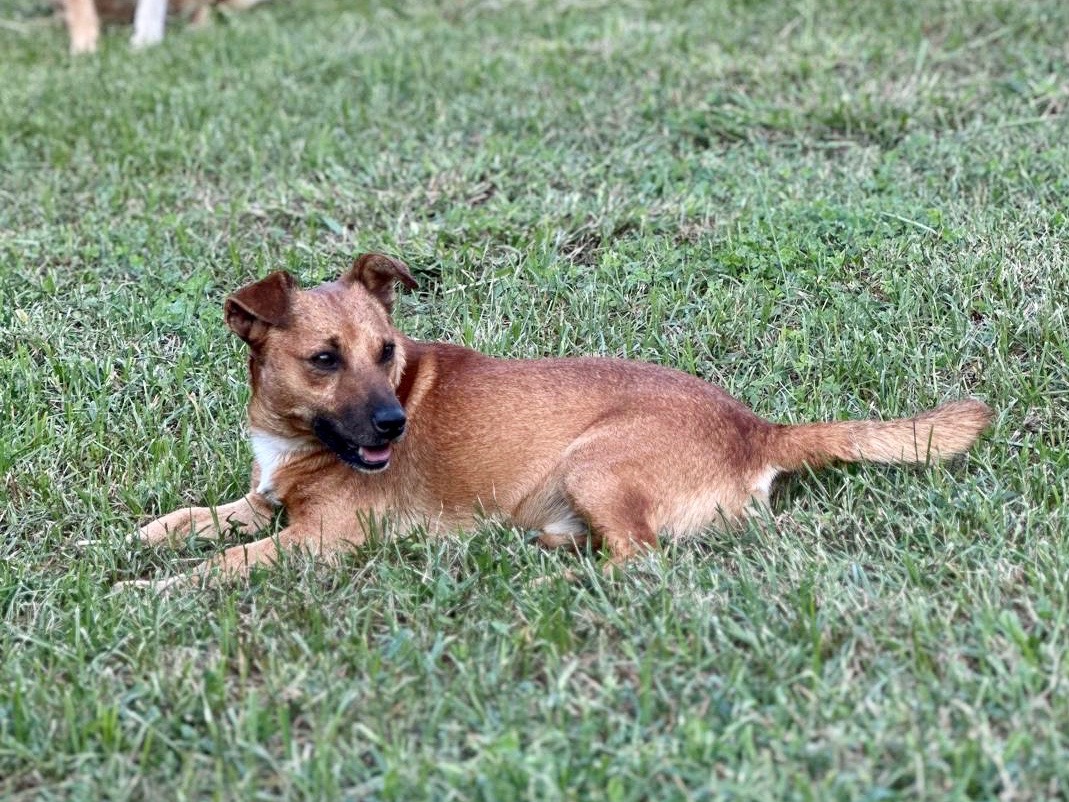 Adotta il cane Giulio a Latina