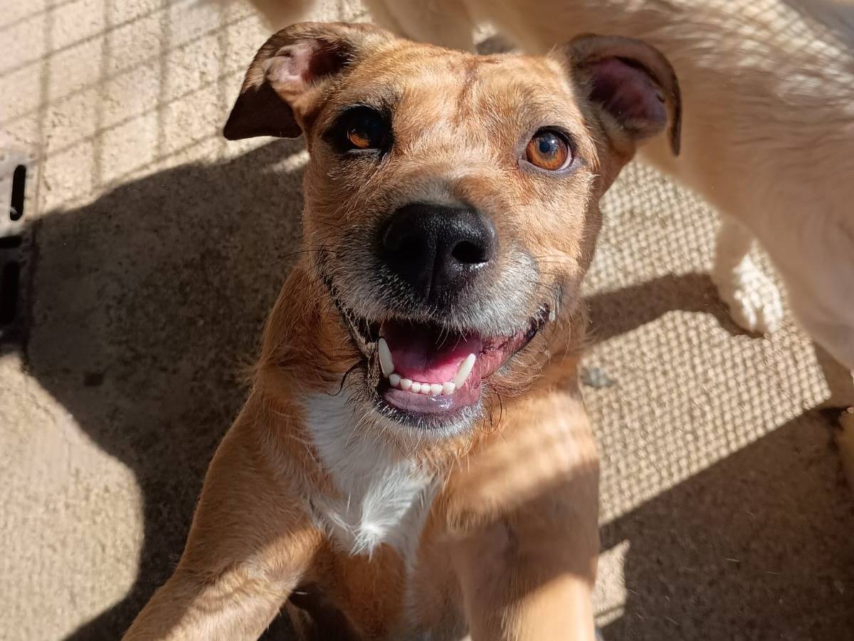Adozione cane, femmina, Razza sconosciuta Razza sconosciuta, 3 anni e 4 mesi, taglia media contenuta, Caserta