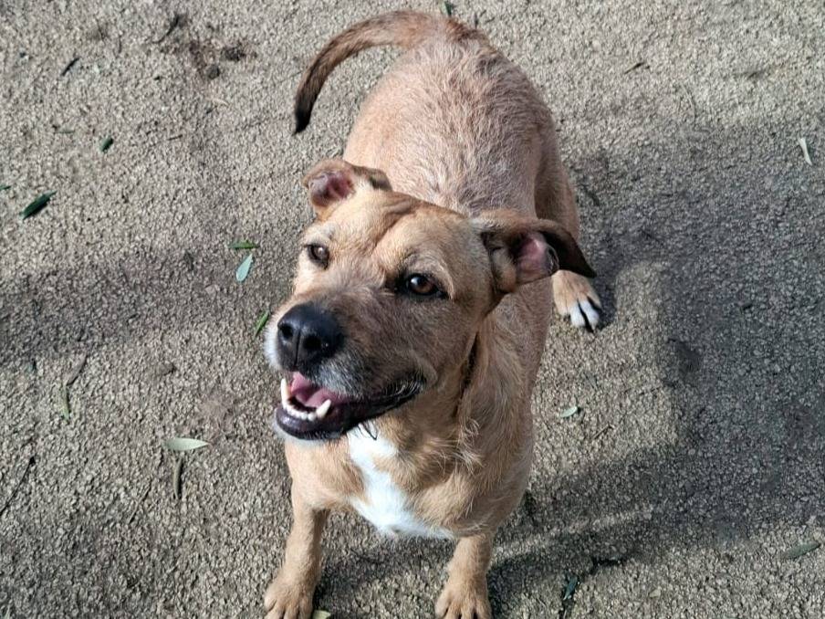 Adotta un cane, femmina, 3 anni e 4 mesi, Caserta
