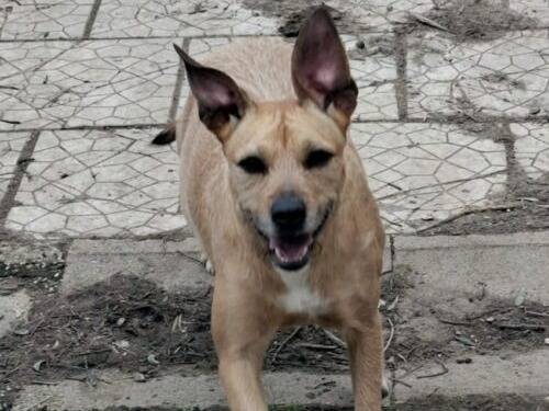 Adotta un cane, taglia media contenuta, femmina, Caserta