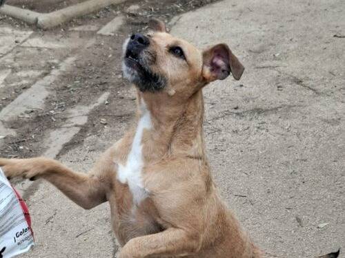 Vuoi adottare un cane a Caserta?