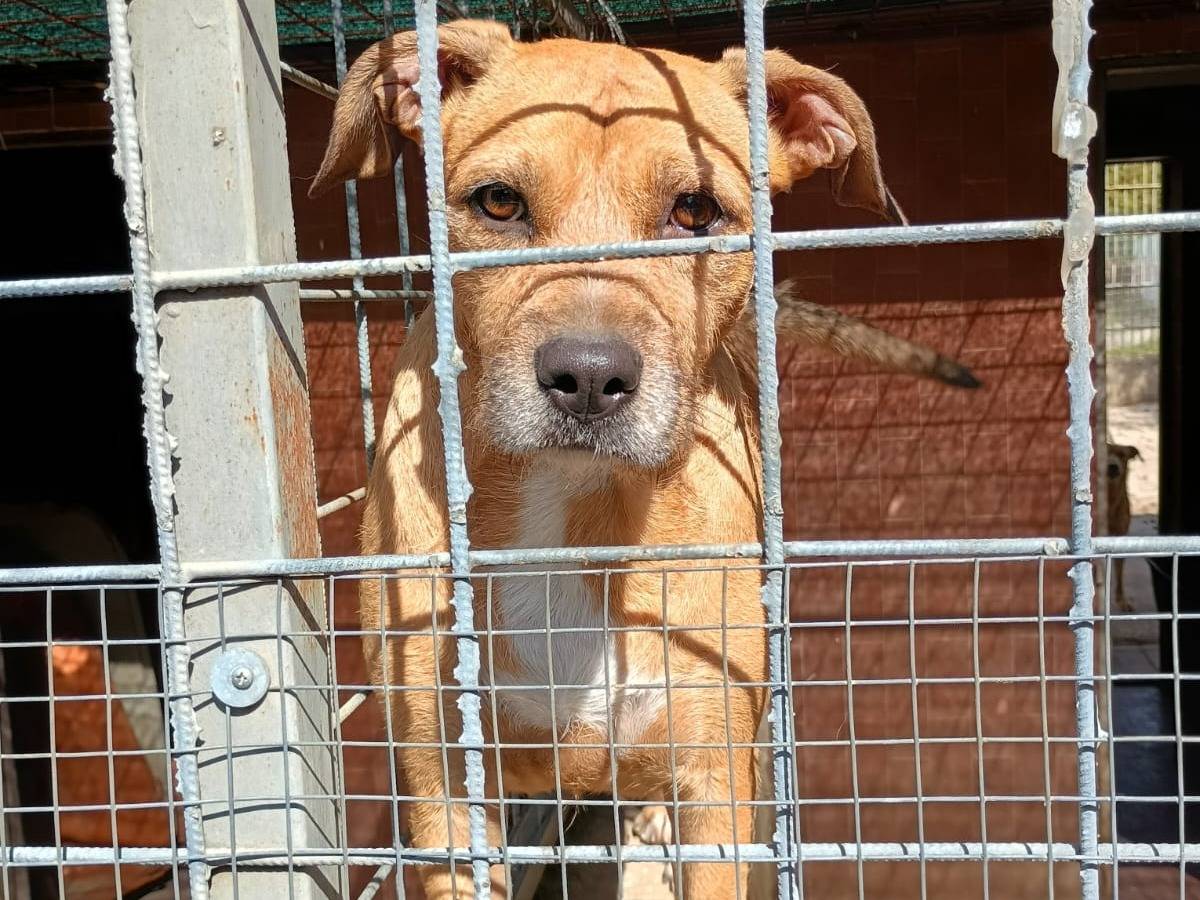 Adotta il cane DEMI a Caserta